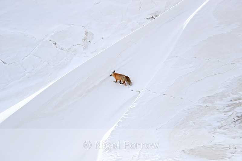 Red Fox traverses steep slope, Hayden Valley, Yellowstone - Red Fox