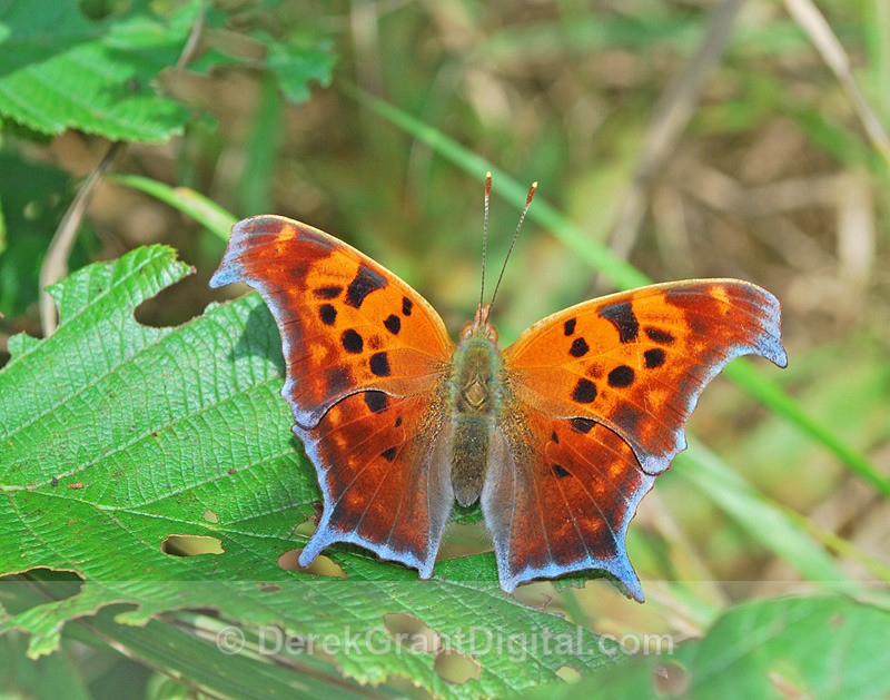 Question Mark ????? - Butterflies & Moths of Atlantic Canada