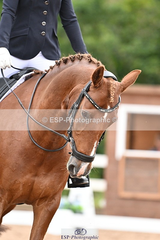 240817A-152406-10088 - 223-Pippa.Knight-KFS.Boston.Burglar