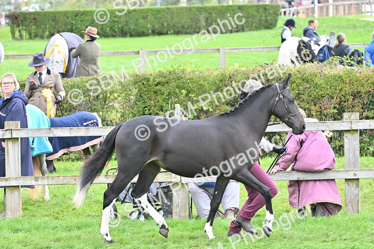 SBM_57547 - S46 - Part Bred Arab & Native Pony In Hand