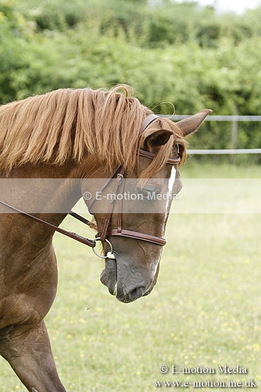 BVR160717-385 - Ring 3 BVRC Show 16/07/17