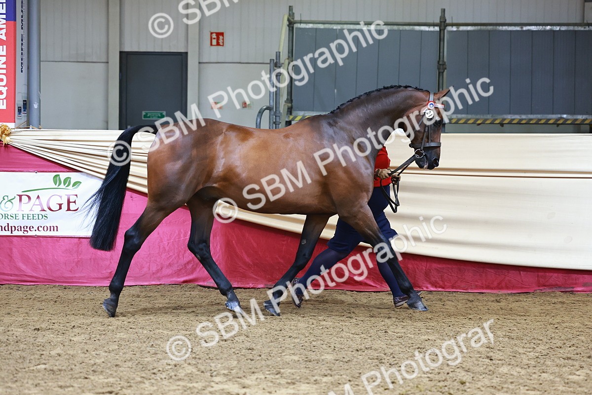 SBM_22253 - Class 902 - Supreme Final - IH Diamond