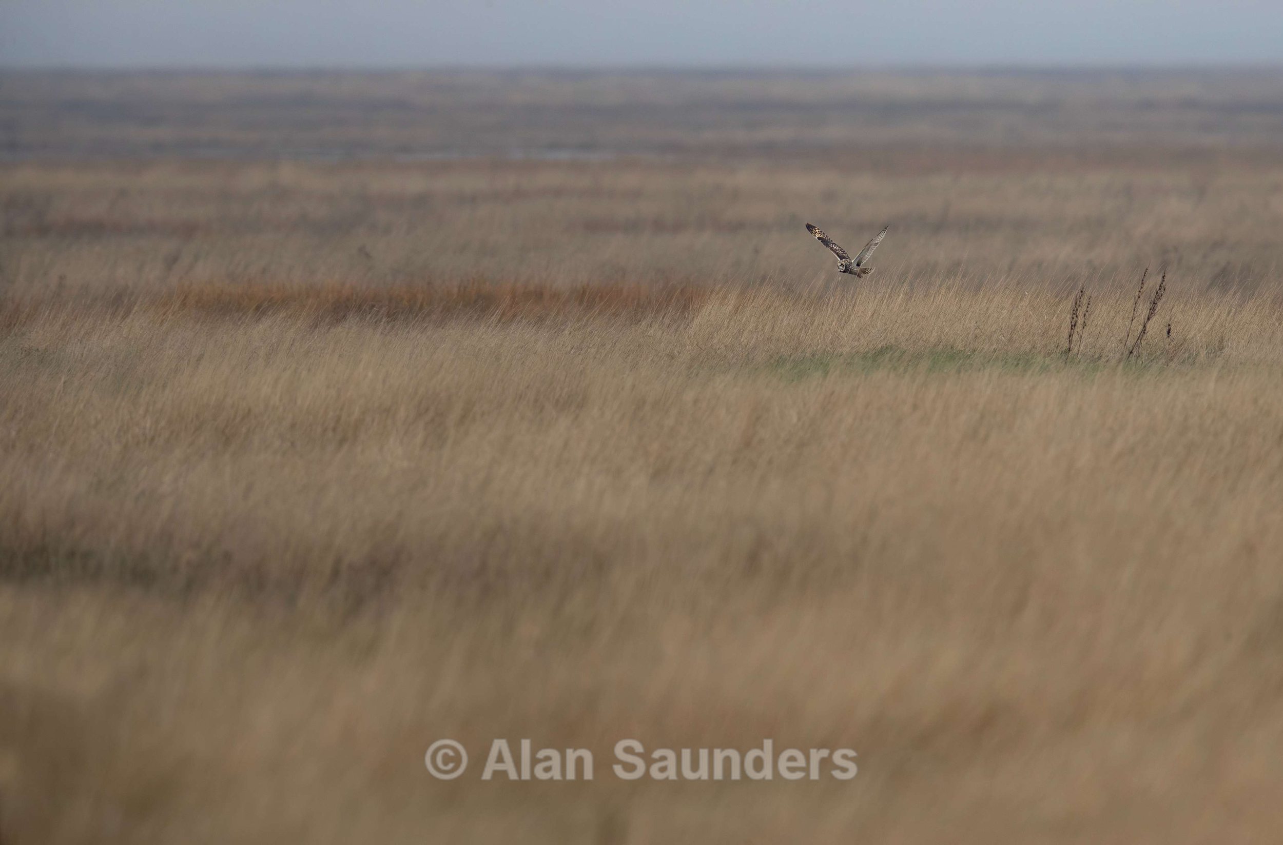 Short Eared Owl