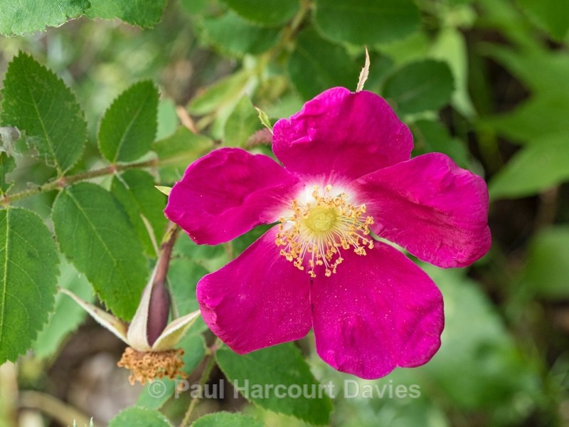 Alpine Rose (Rosa alpina)  - Wild Flowers - 1