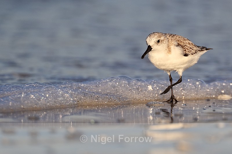 Sanderling next to foaming sea, Fort De Soto, Florida - Sanderling