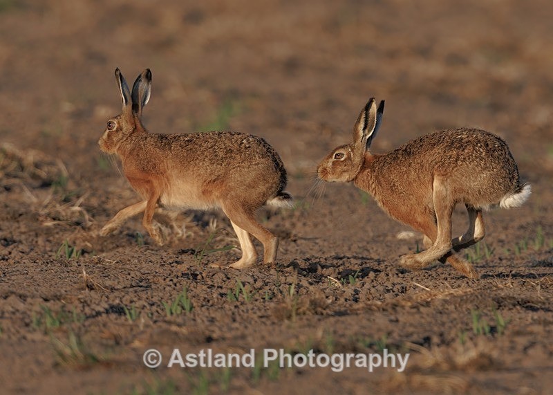 Brown Hares - Latest Images
