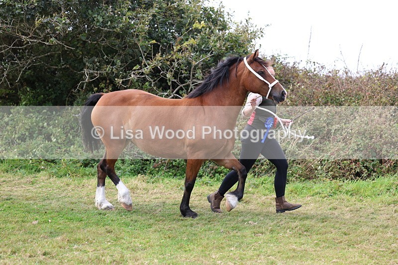 3E7A5680 - In Hand Championship