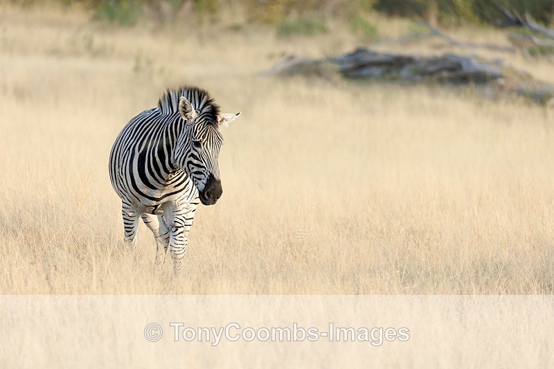 Burchells Zebra - Botswana ~ The Mammals