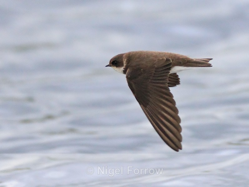 Sand Martin in flight at Farmoor - Sand Martin