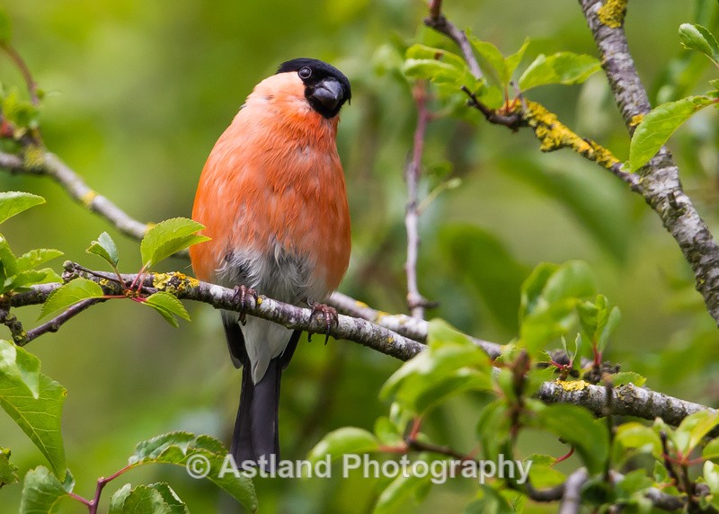 Astland Photography, Bird and Wildlife Images, Susan and Peter Wilson, U.K