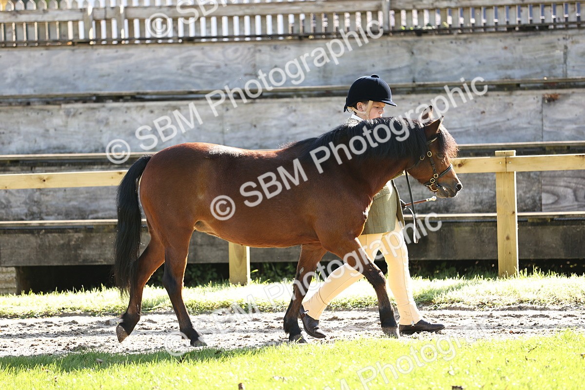 SBM_15932 - S1 - TSR in Hand Horse & Pony Showing