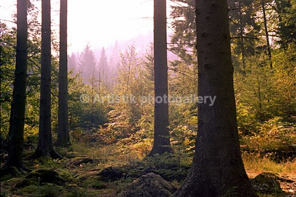 Artists wood Betws y coed