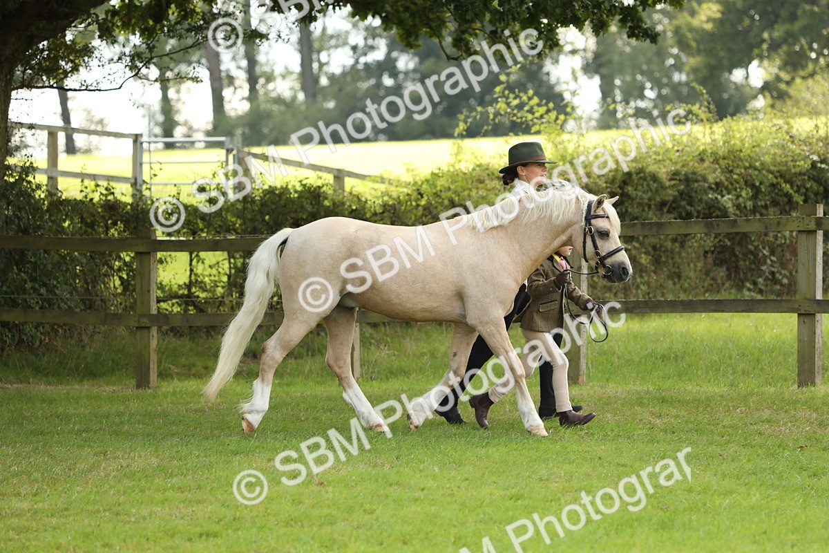 SBM_62756 - S46 - Mountain & Moorland In Hand Small Breeds