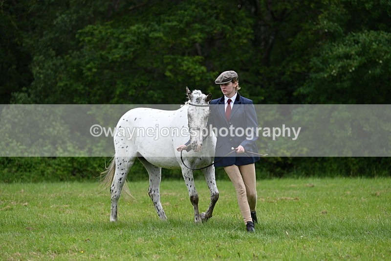 WJ7_4462 - Class 14B Prettiest Mare