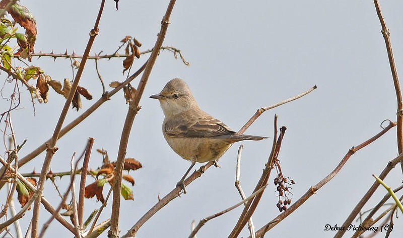 Barred Warbler - Birds