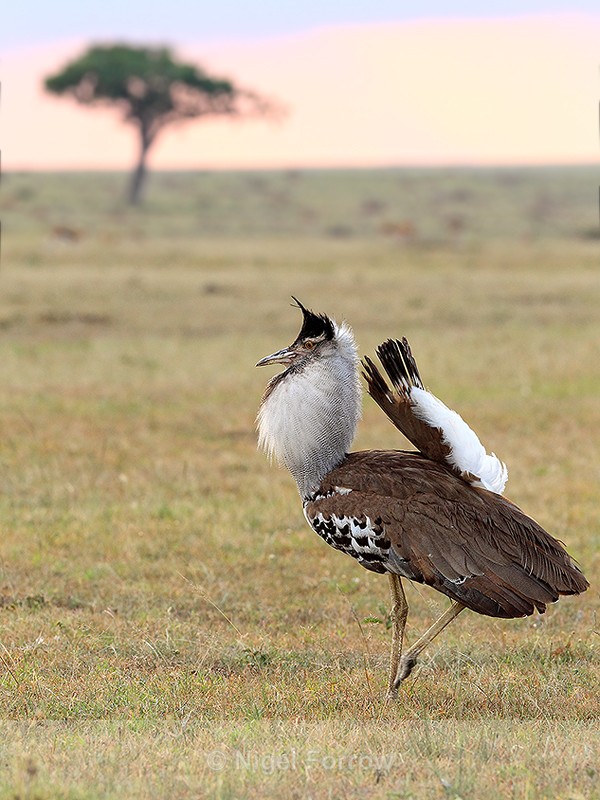 Kori Bustard displaying - Kori Bustard