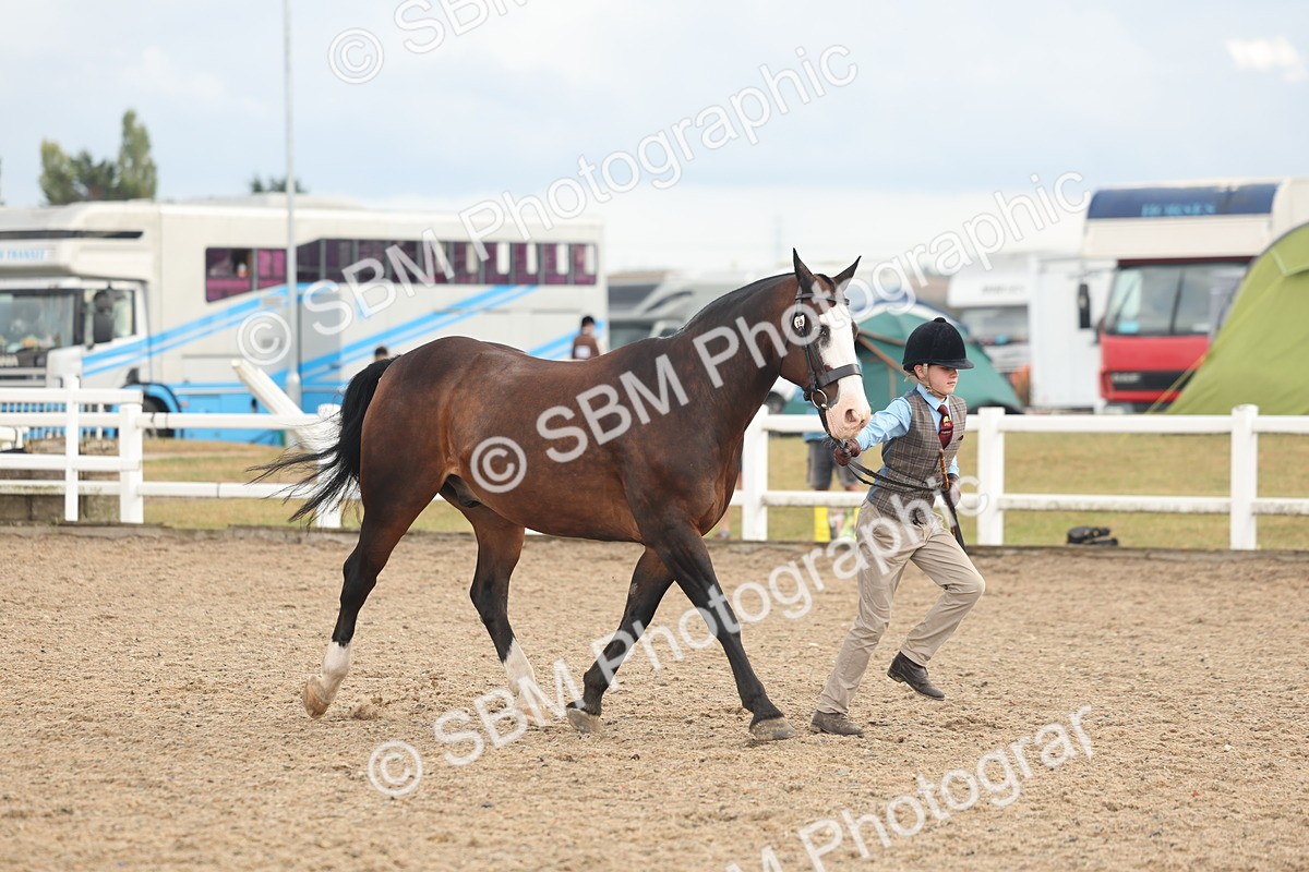 SBM_07891 - Class 28 - IH Veteran Horse