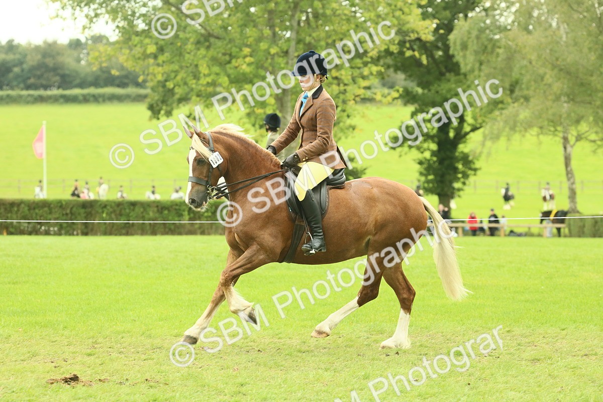 SBM_72067 - S60 - Mountain & Moorland Ridden Large Breeds