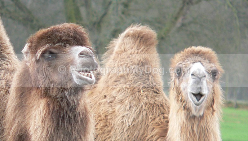  - Other Animals
