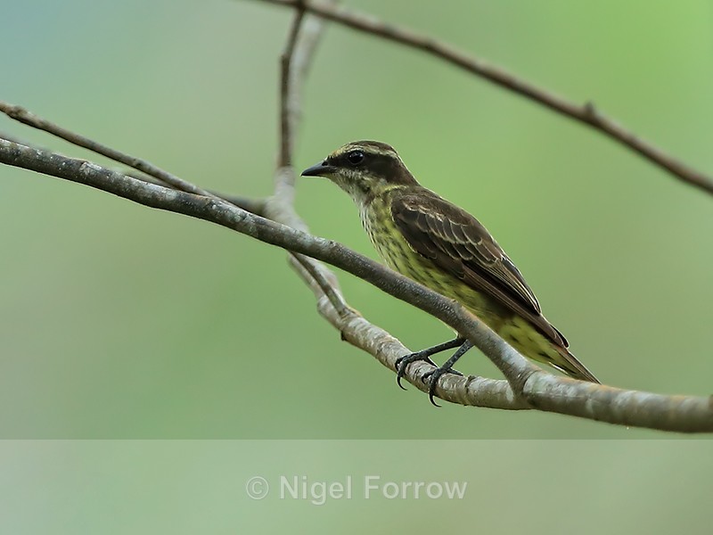 Piratic Flycatcher, Gamboa, Panama - Piratic Flycatcher
