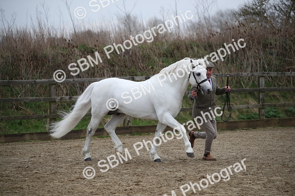 SBM_004094 - Class 1-4 - Young Stock classes Inc. In Hand Championship