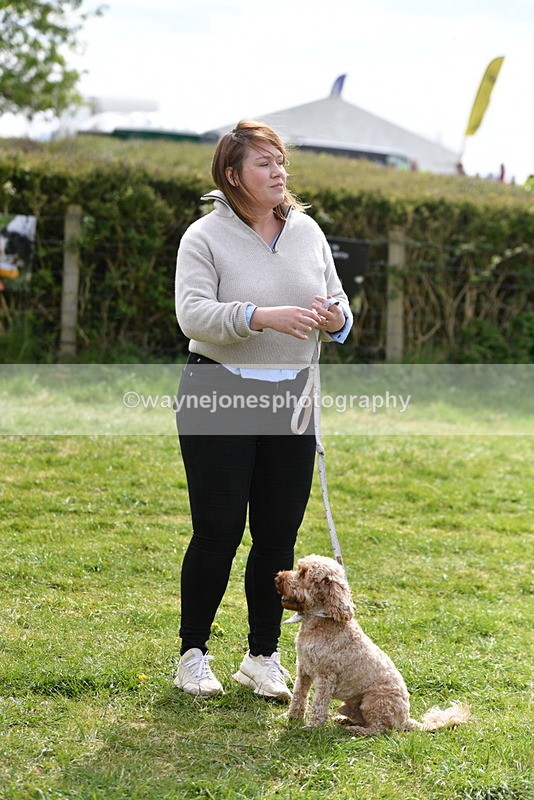 WJ5_9857 - Class 3 Most Handsome Dog