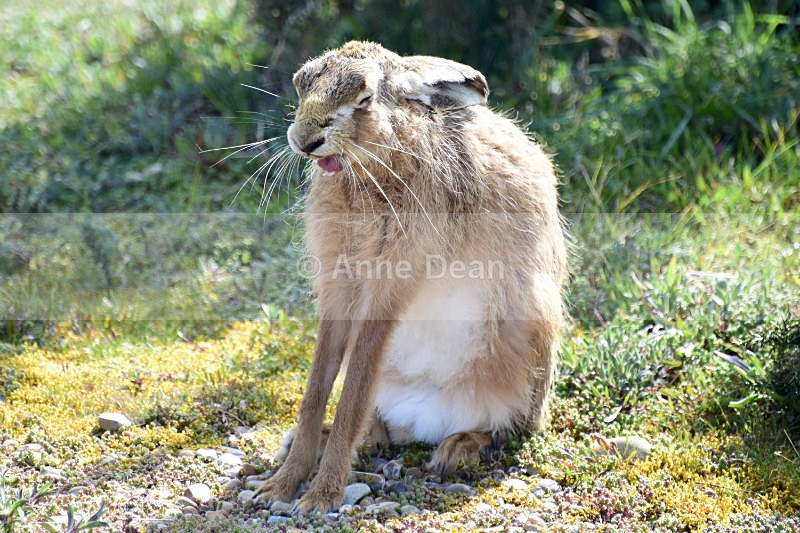 Y-a-w-n..... - Hares of Havergate Island, Suffolk