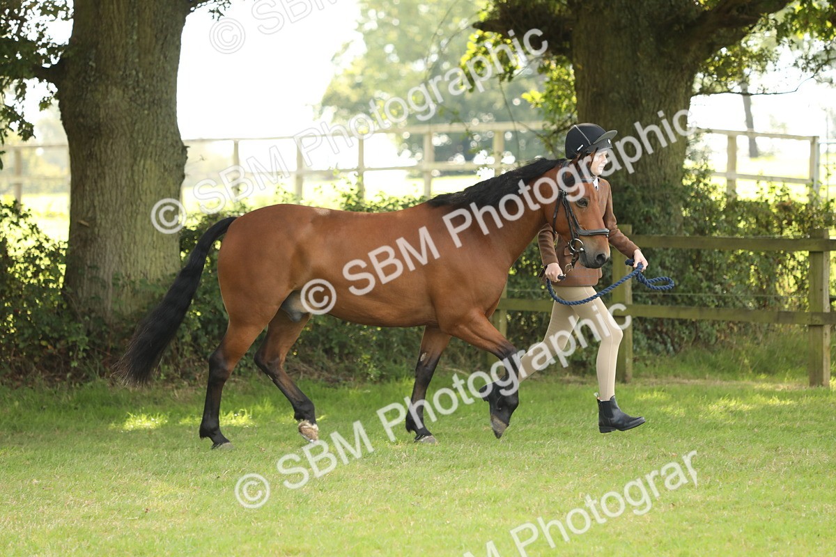 SBM_62763 - S46 - Mountain & Moorland In Hand Small Breeds