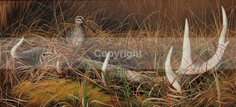 . SNIPE/ ANTLER - Birds