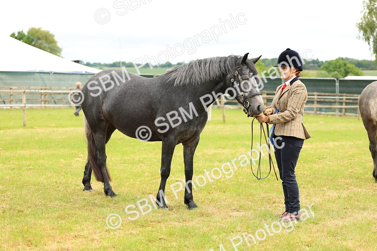 SBM_04124 - Class 64-67 - Shetland Pony In Hand