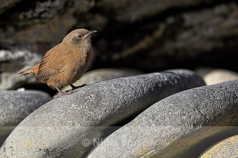 Cobb's Wren, Carcass Island, Falklands - Cobb's Wren