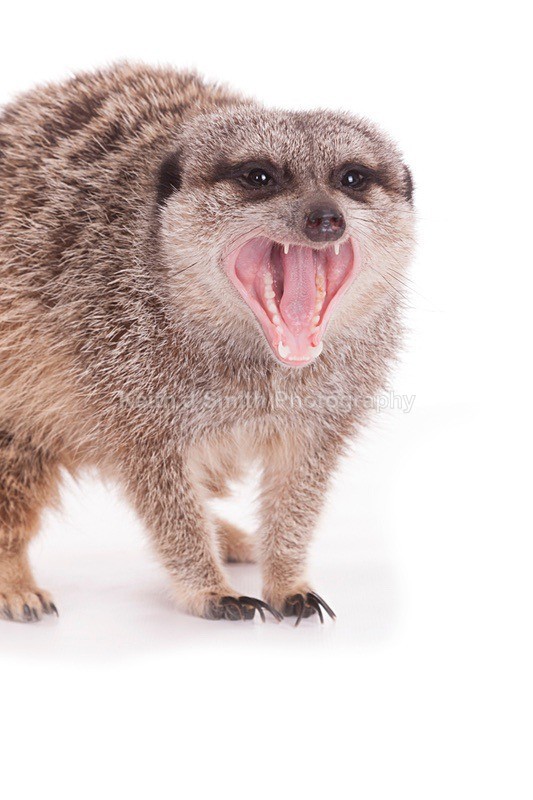 7SKJ4243 - Roaming Reptile Show III