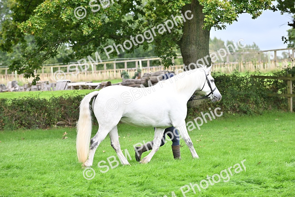 SBM_63285 - S49 - Mountain & Moorland In Hand Large Breeds