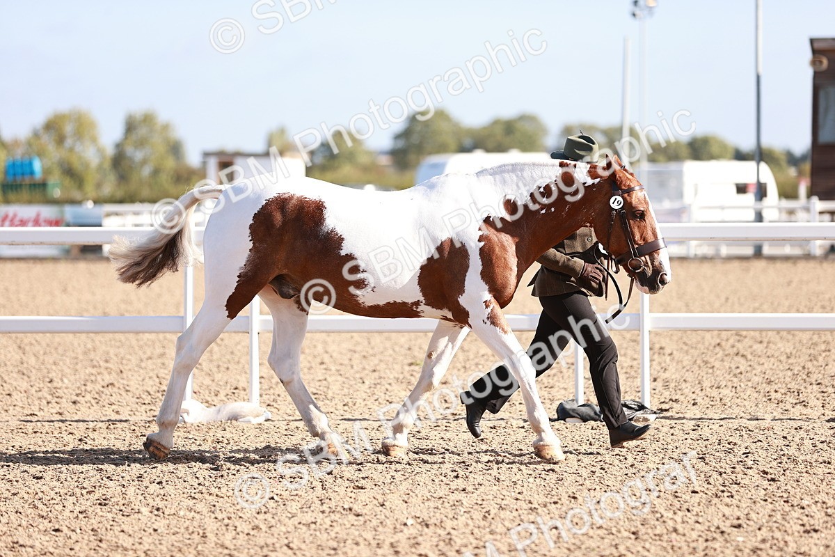 SBM_22012 - Class 702 - IH Show Horse-Pony