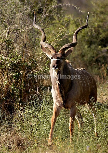 Lesser Kudu - Botswana