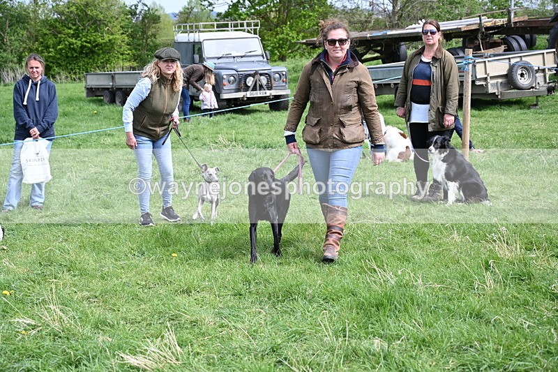 WJ6_9086 - Class 8 Best Working / Gun Dog or Bitch