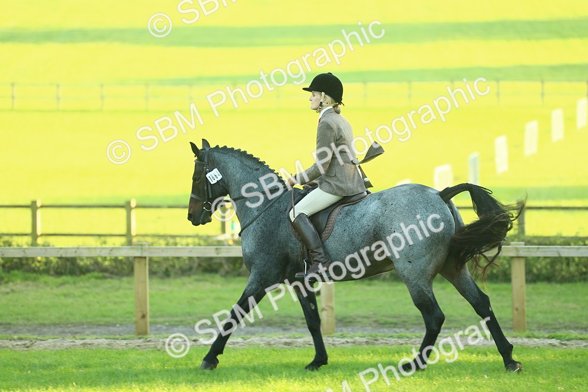 SBM_55629 - S14 - Riding Club Horse