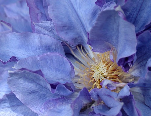  - Botanical/Macro