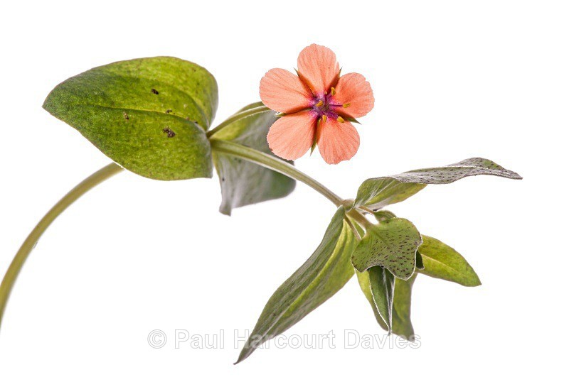 Scarlet Pimpernel (Anagallis arvensis) MYN in the garden at Podere Montecucco, Orvieto - Plants - WB