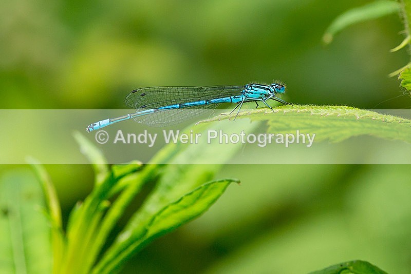 20140527-3K8A1906 - Dragonflies & Damselflies