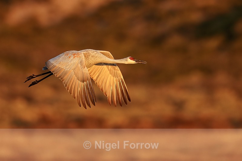 Early morning Sandhill Crane flying, Bosque del Apache, New Mexico - Sandhill Crane
