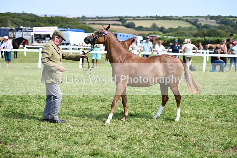 DSC_8336 - Class 68: Part Bred In Hand M & M