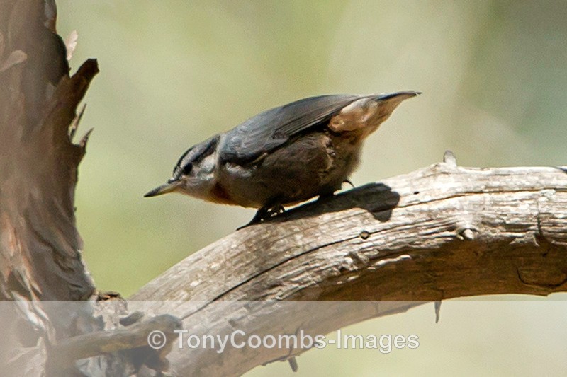 Krupers Nuthatch - Turkey