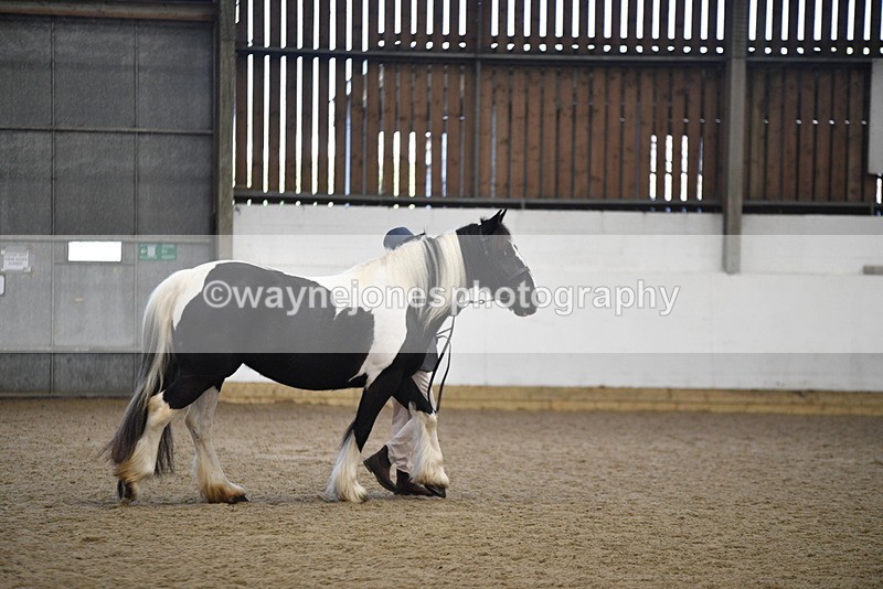 WJ5_5487 - Class 8 In hand cob
