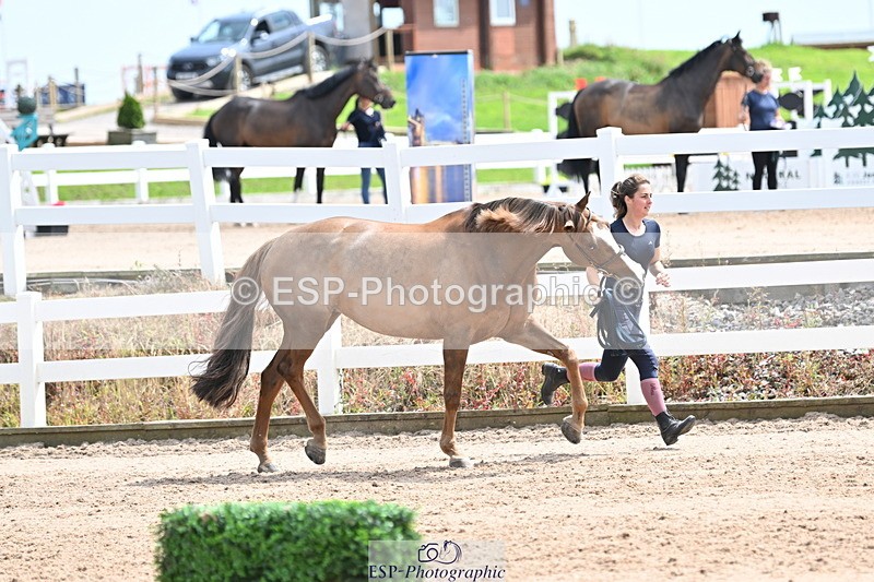 240717A-144254-02228 - Trot Up 2pm to 3pm - This folder is not in time order