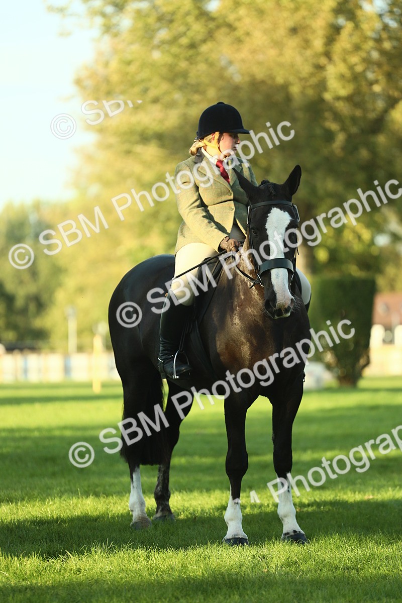 SBM_55561 - S14 - Riding Club Horse