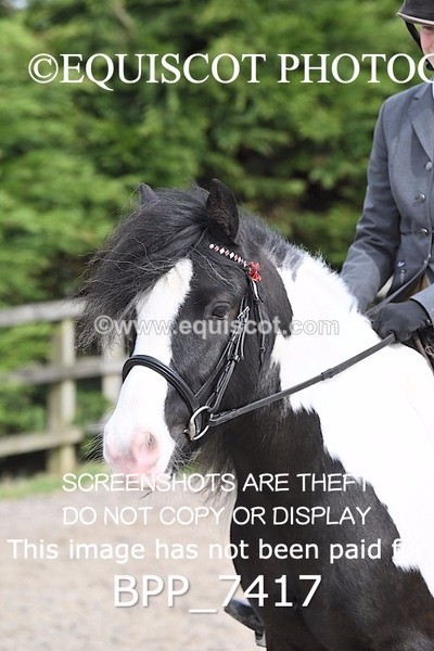 BPP_7417 - RING 1  (RIDDEN HORSES / IN HAND / VETERAN ETC)