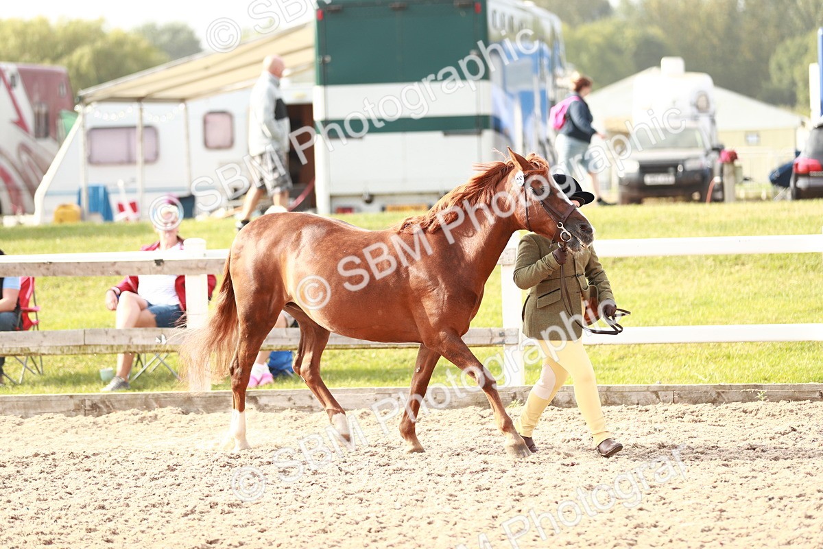 SBM_09871 - Class 203 Young Handler, 10 years and under