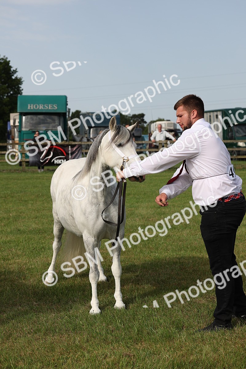 SBM_00591 - Class 6-13 - Mountatin and Moorland In Hand Welsh Breeds