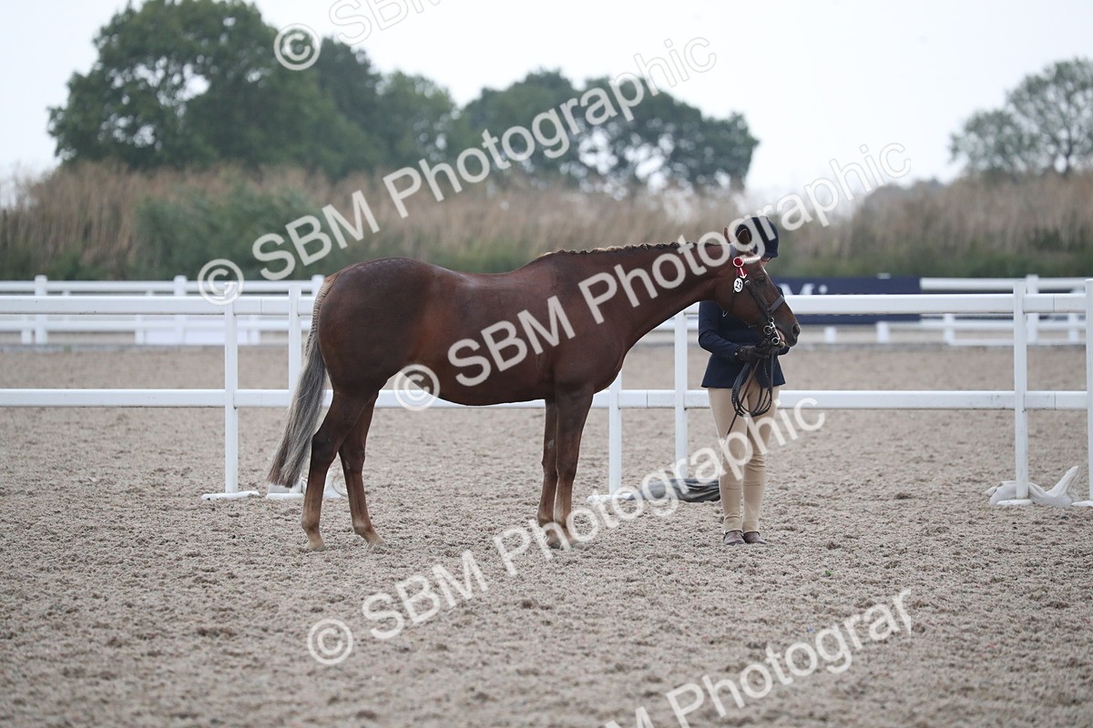 SBM_18311 - Class 318 IH Part bred Horse/Pony